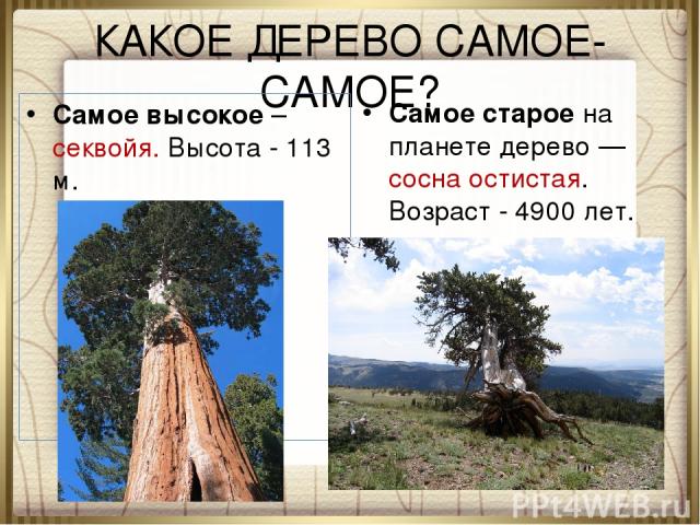 КАКОЕ ДЕРЕВО САМОЕ-САМОЕ? Самое высокое – секвойя. Высота - 113 м. Самое старое на планете дерево — сосна остистая. Возраст - 4900 лет.