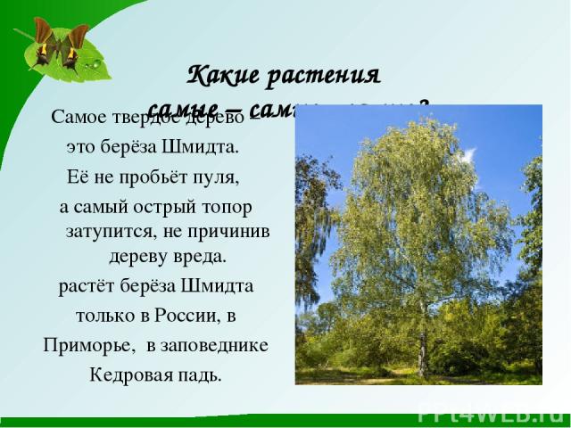 Какие растения самые – самые - самые? Самое твердое дерево – это берёза Шмидта. Её не пробьёт пуля, а самый острый топор затупится, не причинив дереву вреда. растёт берёза Шмидта только в России, в Приморье, в заповеднике Кедровая падь.