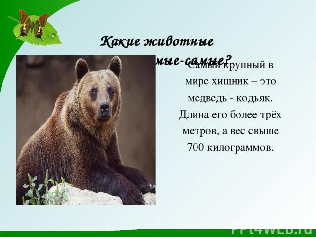Какие животные самые - самые-самые? Самый крупный в мире хищник – это медведь - кодьяк. Длина его более трёх метров, а вес свыше 700 килограммов.