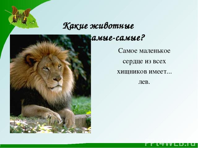 Какие животные самые - самые-самые? Самое маленькое сердце из всех хищников имеет... лев.