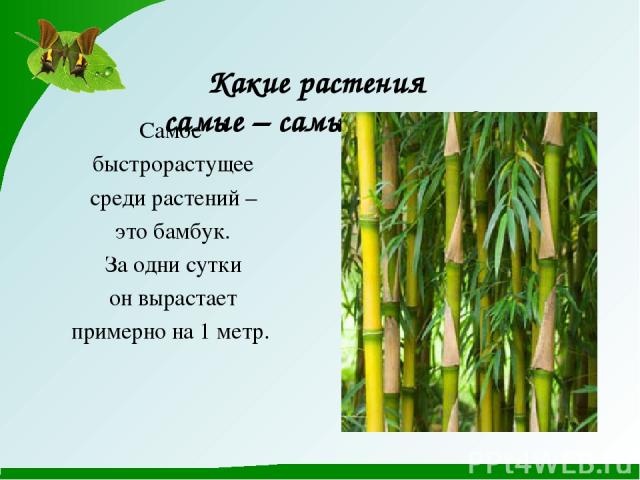 Какие растения самые – самые - самые? Самое быстрорастущее среди растений – это бамбук. За одни сутки он вырастает примерно на 1 метр.
