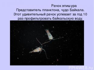 Рачок эпишура Представитель планктона, чудо Байкала. Этот удивительный рачок усп