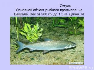 Омуль Основной объект рыбного промысла на Байкале. Вес от 200 гр. до 1,5 кг. Дли