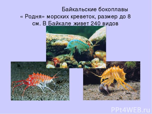 Байкальские бокоплавы « Родня» морских креветок, размер до 8 см. В Байкале живет 240 видов бокоплавов.
