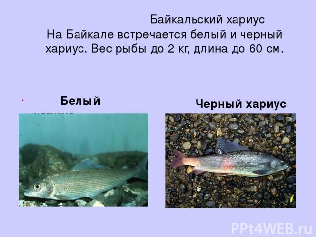 Байкальский хариус На Байкале встречается белый и черный хариус. Вес рыбы до 2 кг, длина до 60 см. Черный хариус Белый хариус