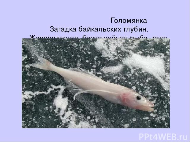 Голомянка Загадка байкальских глубин. Живородящая, бесчешуйная рыба, тело которой содержит до 45 % жира.