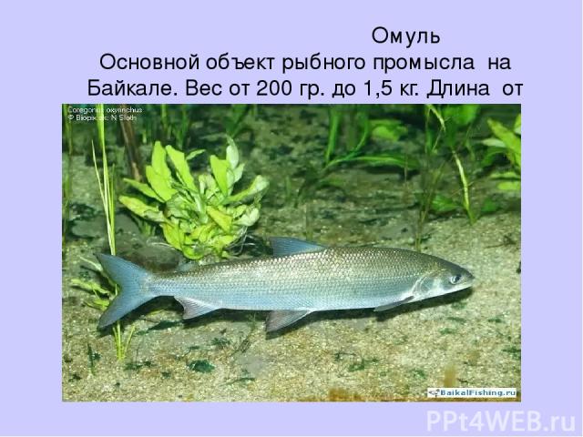 Омуль Основной объект рыбного промысла на Байкале. Вес от 200 гр. до 1,5 кг. Длина от 30 до 60 см.