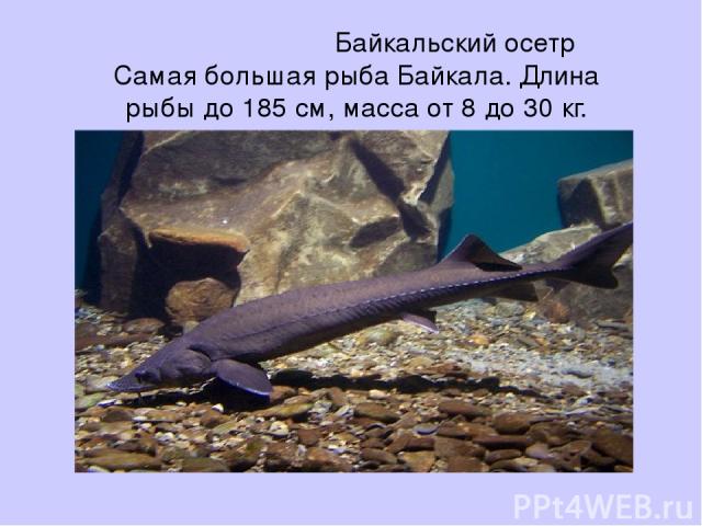 Байкальский осетр Самая большая рыба Байкала. Длина рыбы до 185 см, масса от 8 до 30 кг.