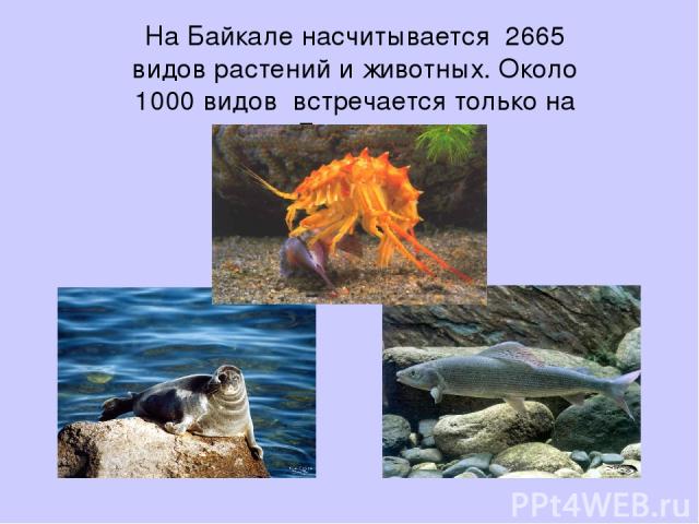 На Байкале насчитывается 2665 видов растений и животных. Около 1000 видов встречается только на Байкале.