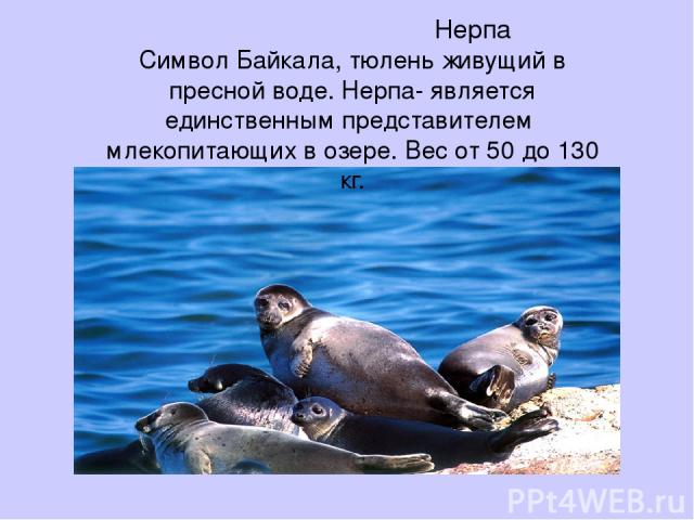 Нерпа Символ Байкала, тюлень живущий в пресной воде. Нерпа- является единственным представителем млекопитающих в озере. Вес от 50 до 130 кг.