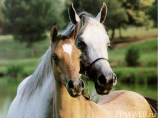 Единственная сохранившаяся до наших дней дикая лошадь – это лошадь Пржевальского