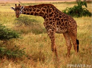 Стадо жирафов состоит из 6-12 самок с детёнышами; во главе его стоит самец – вож