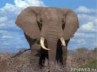 Слоны живут стадами, иногда по несколько десятков и даже сотен голов. Главенству