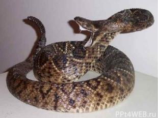 Подобно всем змеям, гремучник регулярно меняет кожу, но на кончике хвоста каждый