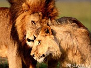 Льва часто именуют царём джунглей, но обитает он в травянистых саваннах. А ещё з