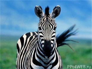 Зебра внешне похожа на лошадь и приходится ей роднёй. Подобно жирафам, зебры жив