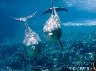 Подобно киту, дельфин не рыба, а млекопитающее и дышит воздухом. Дельфины живут