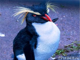 Императорские и королевские пингвины обитают в Антарктике. Живут они огромными к