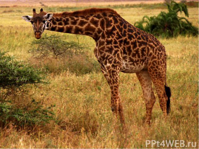 Стадо жирафов состоит из 6-12 самок с детёнышами; во главе его стоит самец – вожак. Чтобы выяснить, кто займёт это место , два самых сильных самца устраивают своеобразную дуэль: они становятся плечом к плечу почти вплотную и хлещут друг друга своими…