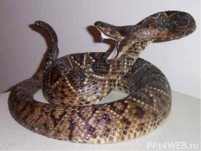 Подобно всем змеям, гремучник регулярно меняет кожу, но на кончике хвоста каждый раз остаются кольца засохшей старой , образуя «погремушку». Когда гремучая змея испугана или раздражена, она приподнимает кончик хвоста и быстро – быстро размахивает им…