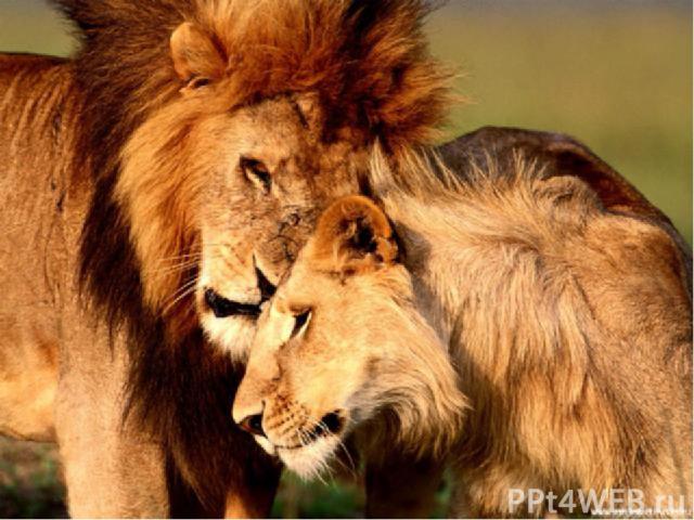 Льва часто именуют царём джунглей, но обитает он в травянистых саваннах. А ещё за силу его зовут царём зверей, но охотятся на антилоп, зебр и жирафов вовсе не львы, а львицы. Они искусные охотницы: три – четыре самки отправляются в засаду, а ещё сто…