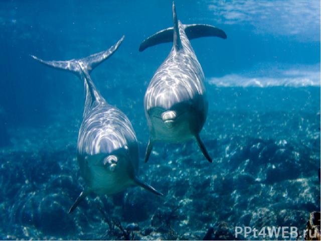 Подобно киту, дельфин не рыба, а млекопитающее и дышит воздухом. Дельфины живут стаями (число животных в стае достигает иной раз нескольких тысяч) и переговариваются между собой с помощью резких криков, щелчков и свиста. Охотясь, они посылают звуков…