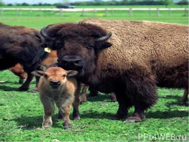 Бизон – самое крупное сухопутное животное Северной Америки: вес старого быка достигает тонны, самки – 500 кг. Бизоны живут стадами, причём быки и коровы с телятами – раздельно. Испуганные бизоны бросаются бежать очертя голову, и тогда земля буквальн…