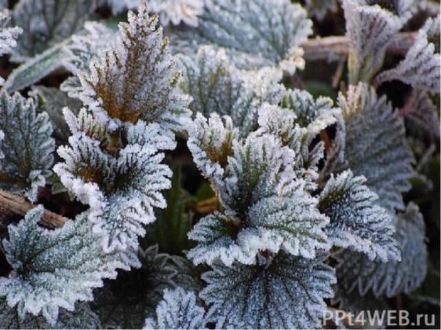 Угрозой для жизни растений является лёд. Вы уже знаете, что в клетках растений есть вода. Вы также знаете, что вода замерзает при температуре воздуха 0°, а образовавшийся при этом лёд имеет свойство расширяться.
