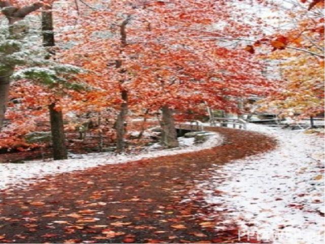 Вот почему, чтобы не замёрзнуть зимой, широколиственные деревья сбрасывают свои листья осенью. Широколиственные деревья за миллиарды лет эволюции приспособились до наступления холодов сбрасывать листья, чтобы не тратить жизненную энергию на борьбу с…