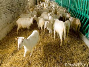 Зимой коров, коз, овец, свиней держат в тёплых помещениях, в которых следят за ч