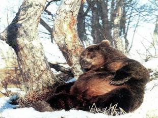 Не просыпается только медведь – ему хватает жира на всю зиму. Спит медведь очень