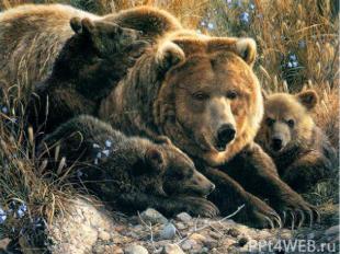 К концу зимы у медведицы появляются маленькие слепые медвежата. Медведица кормит