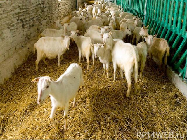Зимой коров, коз, овец, свиней держат в тёплых помещениях, в которых следят за чистотой и здоровьем животных.