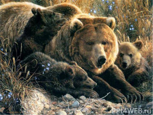 К концу зимы у медведицы появляются маленькие слепые медвежата. Медведица кормит их своим молоком. Только через месяц, весной, когда пригреет солнце, медвежата прозревают и выходят из берлоги играть и учиться добывать себе корм.