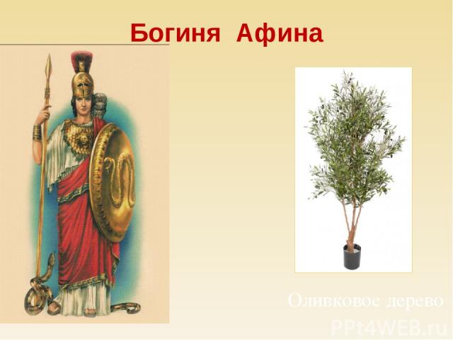 Богиня Афина Оливковое дерево