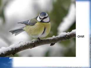 Некоторые птицы, например, синицы и поползни, зимой пользуются запасами, которые