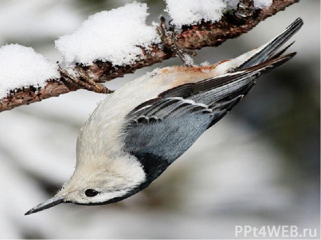Во время метелей и снегопадов, а также в сильный мороз, когда деревья покрываются изморозью, птицам трудно доставать из-под коры насекомых. После нескольких часов голодания некоторые птицы могут погибнуть.