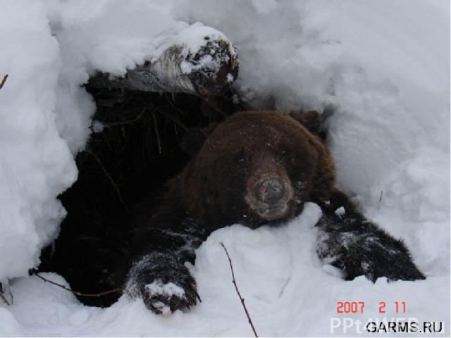 Снежное одеяло согревает не только растения, но и животных, которые добывают себе пищу, проделывая в снегу тоннели. В основном, это мыши. Они питаются семенами растений, укрытых снегом. Берлоги медведей, норы барсуков и ежей тоже занесены снегом, ко…