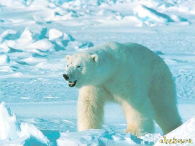 Их нельзя сравнивать с белыми медведями, полярной совой, белыми зайцами, которым белый наряд помогает маскироваться во льдах и снегах.