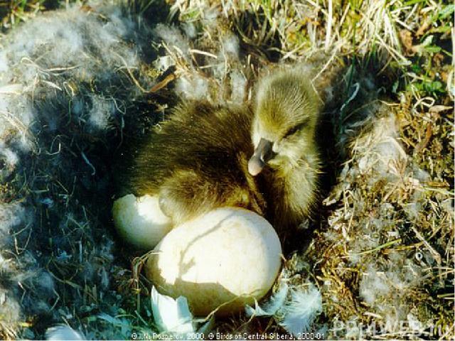 Важнейшее назначение гнезда – сохранение тепла, которое необходимо для согревания яиц. Поэтому его размеры соответствуют величине птицы. Чтобы яйца лежали в середине гнезда, птицы делают его закруглённой формы.