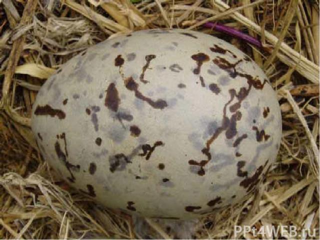 Другие птицы откладывают яйца прямо на землю. Яйца должны быть сохранены, поэтому многие из них имеют защитную окраску.