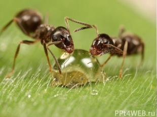 Учёные подсчитали , что за час муравьи собирают вокруг своего гнезда более ста т
