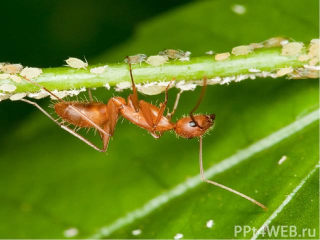 Некоторые насекомые, такие как муравьи и их личинки, сами поедают останки животных, являясь санитарами природы.