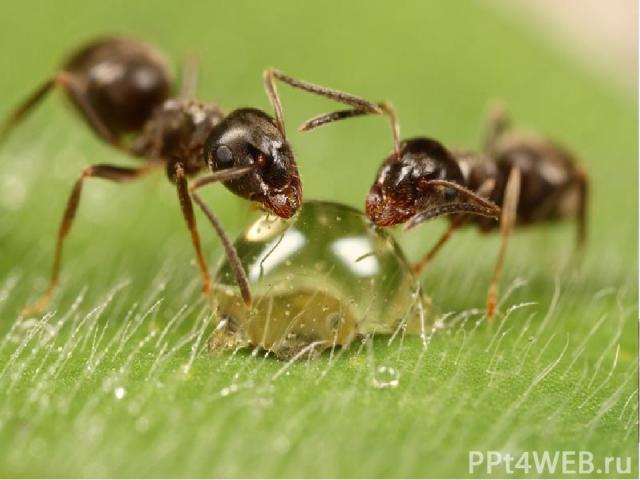 Учёные подсчитали , что за час муравьи собирают вокруг своего гнезда более ста тысяч тлей и двух тысяч гусениц. Если бы лесных санитаров муравьёв не было – гусеницы уничтожили бы за это время более 10% растений.