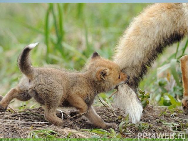 Когда лисица приносит какого – нибудь полузадушенного зверька, лисята ещё не понимают, что с ним делать. Они внимательно рассматривают добычу и испуганно отскакивают, как только зверёк шевельнётся. Ими руководит врождённая осторожность. Только через…