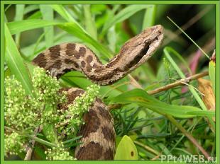 Особым видом животного гипноза обладают змеи. Вы, наверное, помните танец Змеи К