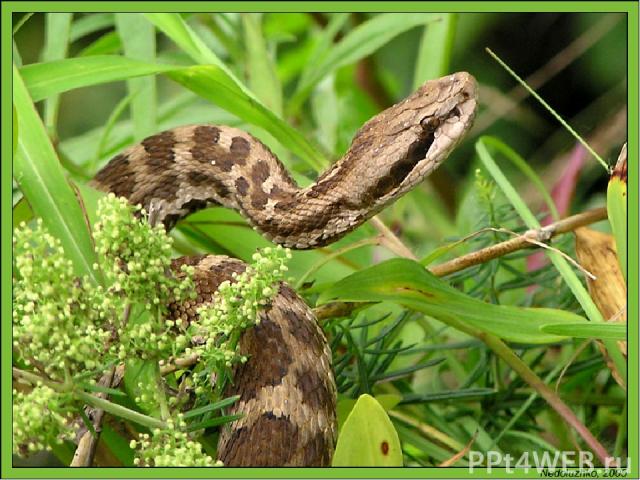 Особым видом животного гипноза обладают змеи. Вы, наверное, помните танец Змеи Каа, который описал Редьярд Киплинг в замечательной книге «Маугли»? Некоторые змеи действительно охотятся, гипнотизируя свою жертву ритмичными движениями своего тела. Это…