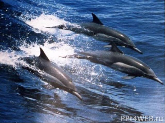 Дельфины выпрыгивают из воды не от радости или игривости характера, а для того, чтобы увеличить скорость движения. При скорости 5 метров в секунду дельфин, выпрыгивая из воды, увеличивает её ещё на 3 метра. С такой скоростью дельфинам легче охотиться.
