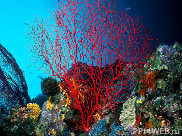 Но есть животные, которые, так же как растения, не могут бегать. Например, кораллы, которые живут в морях и океанах. Красивые кораллы – это примитивные морские беспозвоночные животные. Отдельно взятый коралловый полип – это маленькое, как зёрнышко р…