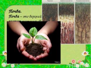 Почва. Почва – это верхний слой земли, на котором растут растения. Почва так же
